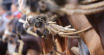 Rodeos Padre e Hijo, la forma familiar de disfrutar un deporte Rodeos Padre e Hijo, la forma familiar de disfrutar un deporte