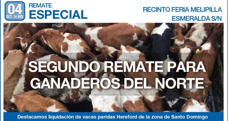 Segundo remate de animales afectados por la sequía se realizará este viernes en Melipilla