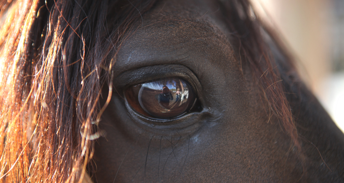 Especialistas de la Universidad Austral entregaron recomendaciones para el manejo de caballos