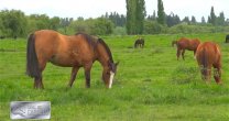 La historia del Criadero Santa Eliana bajo la mirada del Canal del Caballo La historia del Criadero Santa Eliana bajo la mirada del Canal del Caballo