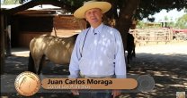 Juan Carlos Moraga conversó con Sello de Raza sobre el arreglo del caballo chileno Juan Carlos Moraga conversó con Sello de Raza sobre el arreglo del caballo chileno