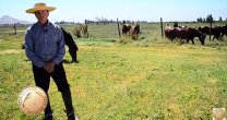 Conocimos el Criadero Ñilhue de Roberto Maira a través de Sello de Raza Conocimos el Criadero Ñilhue de Roberto Maira a través de Sello de Raza