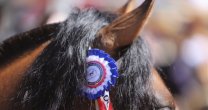 Asociación Santiago Sur vuelve a reunirse con rodeo en la medialuna de Batuco Asociación Santiago Sur vuelve a reunirse con rodeo en la medialuna de Batuco