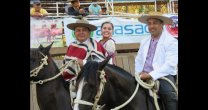 Criadero Ramahueico trabaja caballos nuevos con un cuidado muy responsable Criadero Ramahueico trabaja caballos nuevos con un cuidado muy responsable