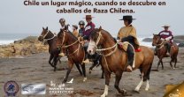 Proyecto para insertar al Caballo Chileno en Circuito Mundial de Turismo Ecuestre toma fuerza Proyecto para insertar al Caballo Chileno en Circuito Mundial de Turismo Ecuestre toma fuerza