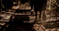 CaballoyRodeo.cl ya es mayor de edad: ¡Felices 18 años! CaballoyRodeo.cl ya es mayor de edad: ¡Felices 18 años!