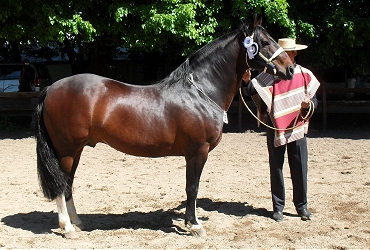 La mirada internacional del caballo chileno - CaballoyRodeo.cl