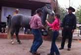 Crece presencia de caballos chilenos en Rienda internacional