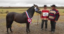 La destacada historia de Edgardo Tapia en el Rodeo en Chiloé