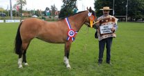 Expo SOFO muestra la riqueza morfológica de la Raza Caballar Chilena Expo SOFO muestra la riqueza morfológica de la Raza Caballar Chilena