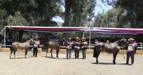 Maipo avanza firme en preparativos de Exposición y Rodeo Para Criadores Maipo avanza firme en preparativos de Exposición y Rodeo Para Criadores