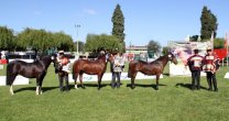 Los Grandes Premios de la Expo SAGO 2017 Los Grandes Premios de la Expo SAGO 2017