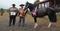 Exposición de Chiloé juntará cerca de 25 caballos este sábado