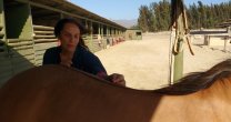 La acupuntura, una potente herramienta para el bienestar de los caballos La acupuntura, una potente herramienta para el bienestar de los caballos