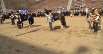 Benjamín García Huidobro: Los integrantes de Ferocam están progresando y tienen lindos caballos