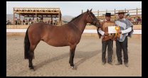 Sebastián Dabed: Quiero devolver lo que me dan los caballos trabajando por ellos Sebastián Dabed: Quiero devolver lo que me dan los caballos trabajando por ellos