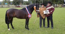 Nelson Vega, feliz con su faceta de criador: Ganar una exposición es un aliciente Nelson Vega, feliz con su faceta de criador: Ganar una exposición es un aliciente