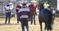 Criadero Palmas de Peñaflor será escenario de importante curso sobre el Caballo Chileno