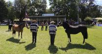 Exposición de caballos chilenos, un gran atractivo de la Expo SOFO 2018