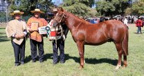 Criadores de Curicó invitan a disfrutar con Exposición y charla sobre bienestar animal Criadores de Curicó invitan a disfrutar con Exposición y charla sobre bienestar animal