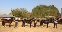 Exposición de caballos chilenos engalanará programa del Nacional Universitario