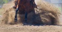 Elizabeth Kassis analizó proyecto de Marcelo Guzmán para llevar caballos a USA: Es hora de internacionalizar nuestra raza