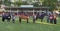 Criadores de Cautín están listos para la tradicional Expo SOFO Criadores de Cautín están listos para la tradicional Expo SOFO