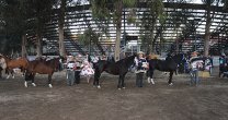 Ñuble se apronta para Expo y Rodeo Para Criadores en San Carlos