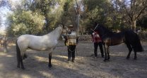 En Aculeo se realizó muestra de caballos chilenos rumbo a la Expo Nacional de Ferocam