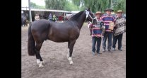 Criadero Lomas de Huape cosecha éxito en Exposiciones y también apunta al Rodeo Criadero Lomas de Huape cosecha éxito en Exposiciones y también apunta al Rodeo