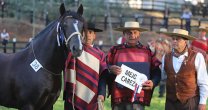 Rafael Canihuante encara la pandemia trabajando sus caballos: Hay que aguantar el chaparrón