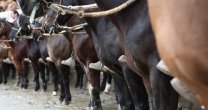 Corraleros y criadores por cuarentena en Coquimbo: Los huasos debemos dar el ejemplo Corraleros y criadores por cuarentena en Coquimbo: Los huasos debemos dar el ejemplo