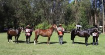 Remate de montas solidario hará Asociación Melipilla de Criadores Remate de montas solidario hará Asociación Melipilla de Criadores