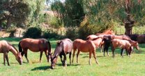 Criadero El Pozo de Oro, la riqueza de la familia Rossler Criadero El Pozo de Oro, la riqueza de la familia Rossler