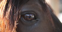 Criadores de Llanquihue organizaron exitosa charla sobre enfermedades infecciosas en equinos