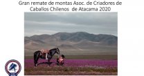 Corraleros y criadores de Atacama tienen remate de montas solidario Corraleros y criadores de Atacama tienen remate de montas solidario