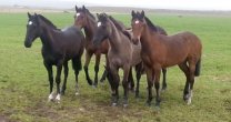 Jorge Beattie, la crianza del caballo chileno al fin del mundo Jorge Beattie, la crianza del caballo chileno al fin del mundo
