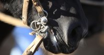 Mario Ramírez, candidato a concejal en Ovalle: Sé lo que significa criar un caballo, el amor por los animales Mario Ramírez, candidato a concejal en Ovalle: Sé lo que significa criar un caballo, el amor por los animales