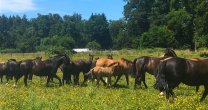 Marcelo Postler y el Criadero Las Cañitas: Me gustan los caballos fuertes, aplomados Marcelo Postler y el Criadero Las Cañitas: Me gustan los caballos fuertes, aplomados