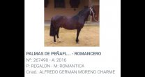 Conociendo la App Caballo Chileno: Sección Reproductores Conociendo la App Caballo Chileno: Sección Reproductores