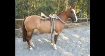 Un cariñoso y sentido homenaje para la yegua Parlanchina Un cariñoso y sentido homenaje para la yegua Parlanchina