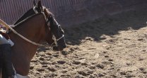 CaballoyRodeo en Vivo: Te respondemos las consultas sobre el retorno a las medialunas CaballoyRodeo en Vivo: Te respondemos las consultas sobre el retorno a las medialunas