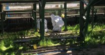 Asociación de Rodeo Maipo presentará querella por presencia de artefactos explosivos en Medialuna de Nos Asociación de Rodeo Maipo presentará querella por presencia de artefactos explosivos en Medialuna de Nos