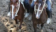 Los Rodeos Para Criadores retornan con acción en Pelarco y Longaví Los Rodeos Para Criadores retornan con acción en Pelarco y Longaví