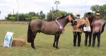 El Guaracazo y Bellota brillaron en la Expo SOFO 2021 El Guaracazo y Bellota brillaron en la Expo SOFO 2021