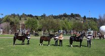 Asociación Curicó tendrá exposición y muestra de Rienda a lo Amazona en el Criadero La Esperanza Asociación Curicó tendrá exposición y muestra de Rienda a lo Amazona en el Criadero La Esperanza