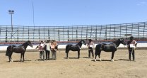 En Collipulli tienen otro gran apronte para la Expo Nacional y Final de Rodeo Para Criadores En Collipulli tienen otro gran apronte para la Expo Nacional y Final de Rodeo Para Criadores