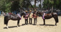 Trilahue y Engreída se llevaron los mayores galardones en la Expo Ñuble Trilahue y Engreída se llevaron los mayores galardones en la Expo Ñuble