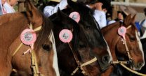 Día Internacional: La voz de cuatro mujeres que trabajan para el rodeo y la crianza Día Internacional: La voz de cuatro mujeres que trabajan para el rodeo y la crianza