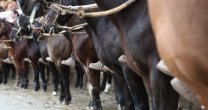 Listado de Colleras para Rodeo Primera con Puntos en Aguanegra